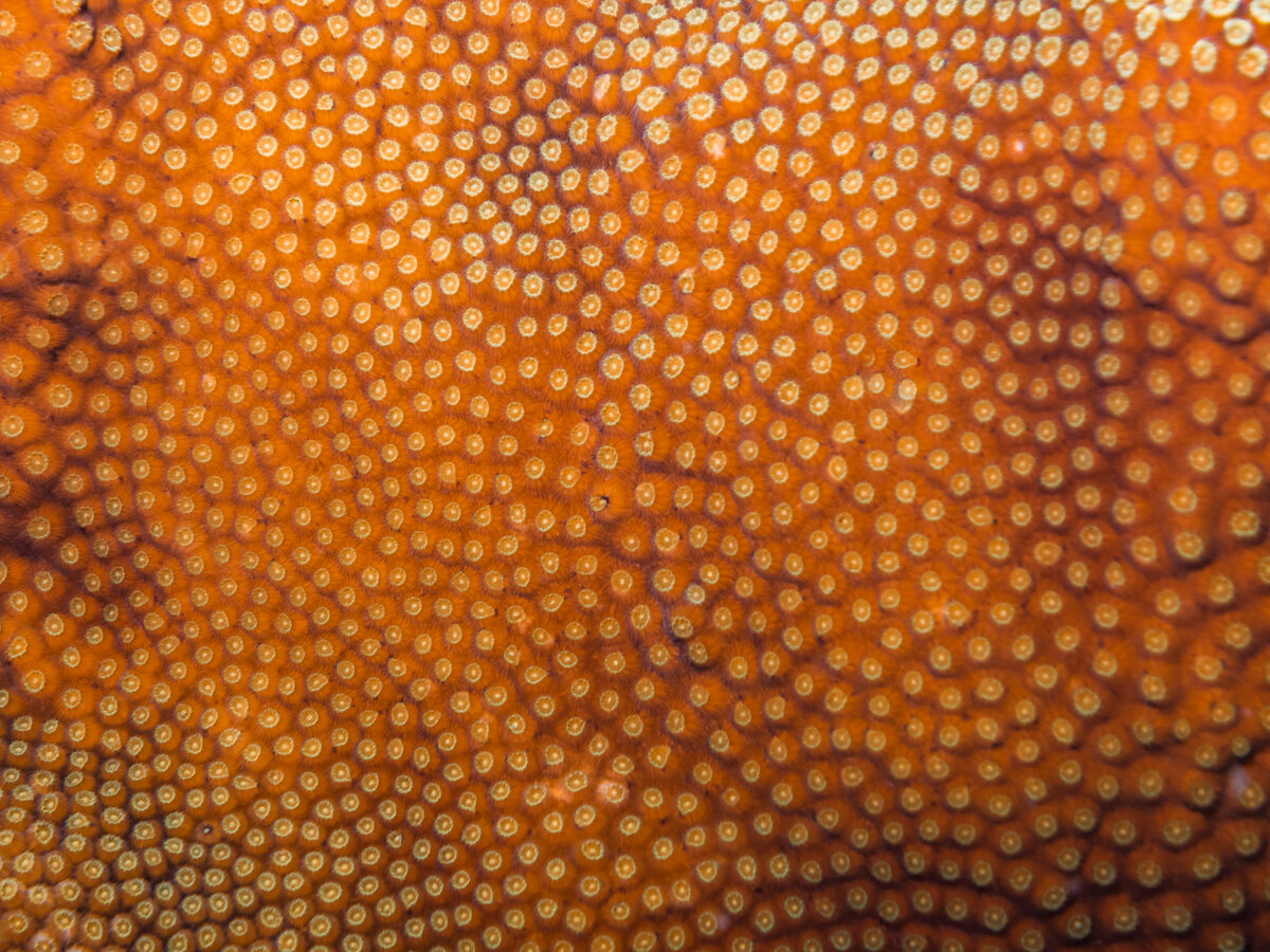 Bonaire_2024_-264