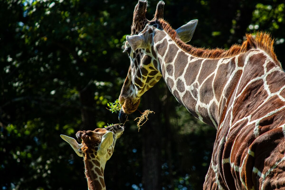 Mom_and_Baby_Giraffe-388e4403-2500