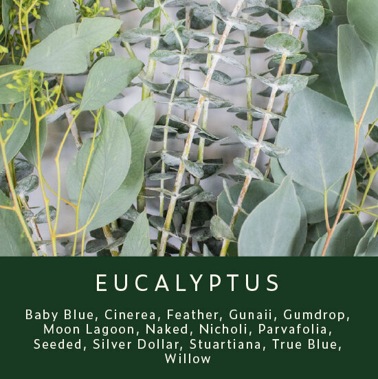 Greenery-Eucalyptus