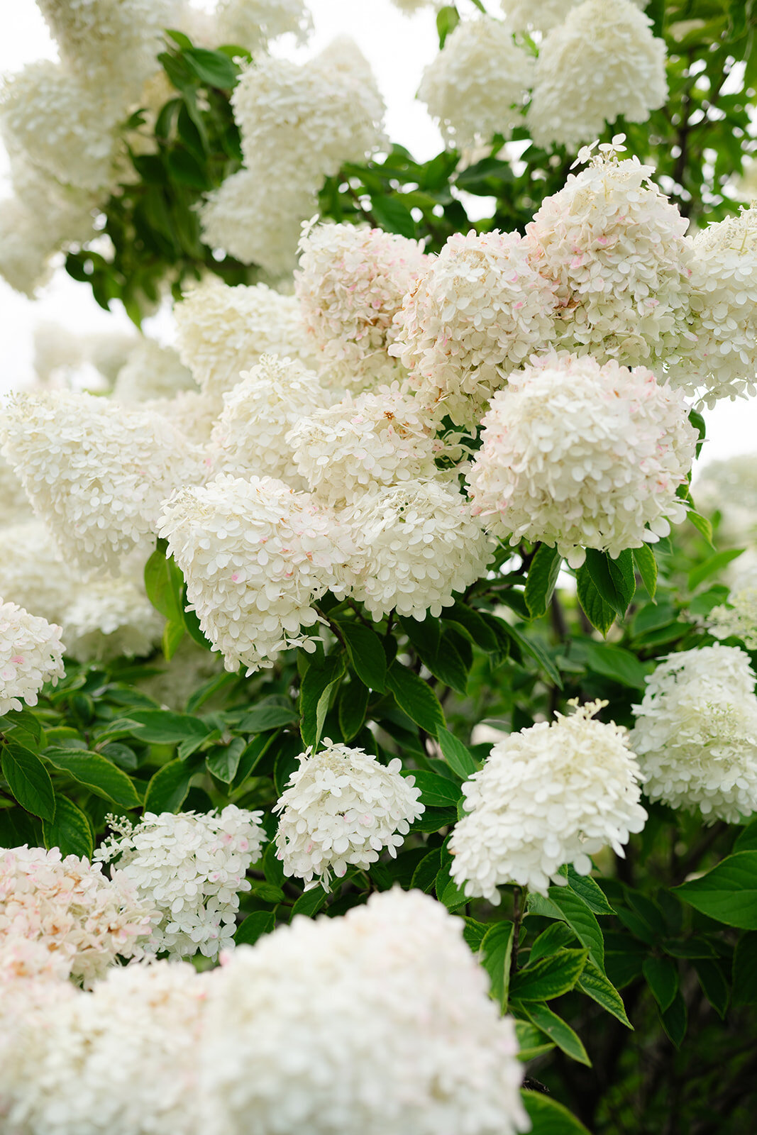 Victoria+ZackWedding-1023_websize