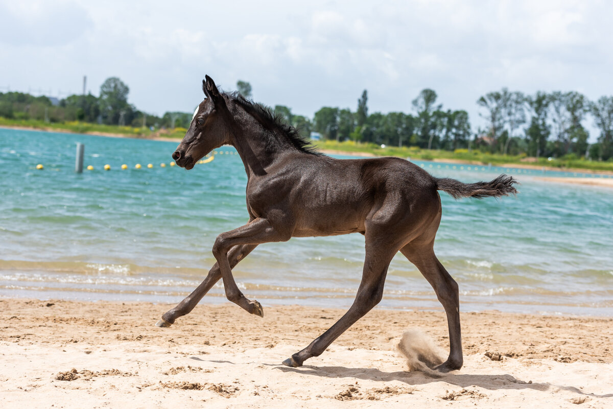 rennende veulen aan het water met Colorful horse preset
