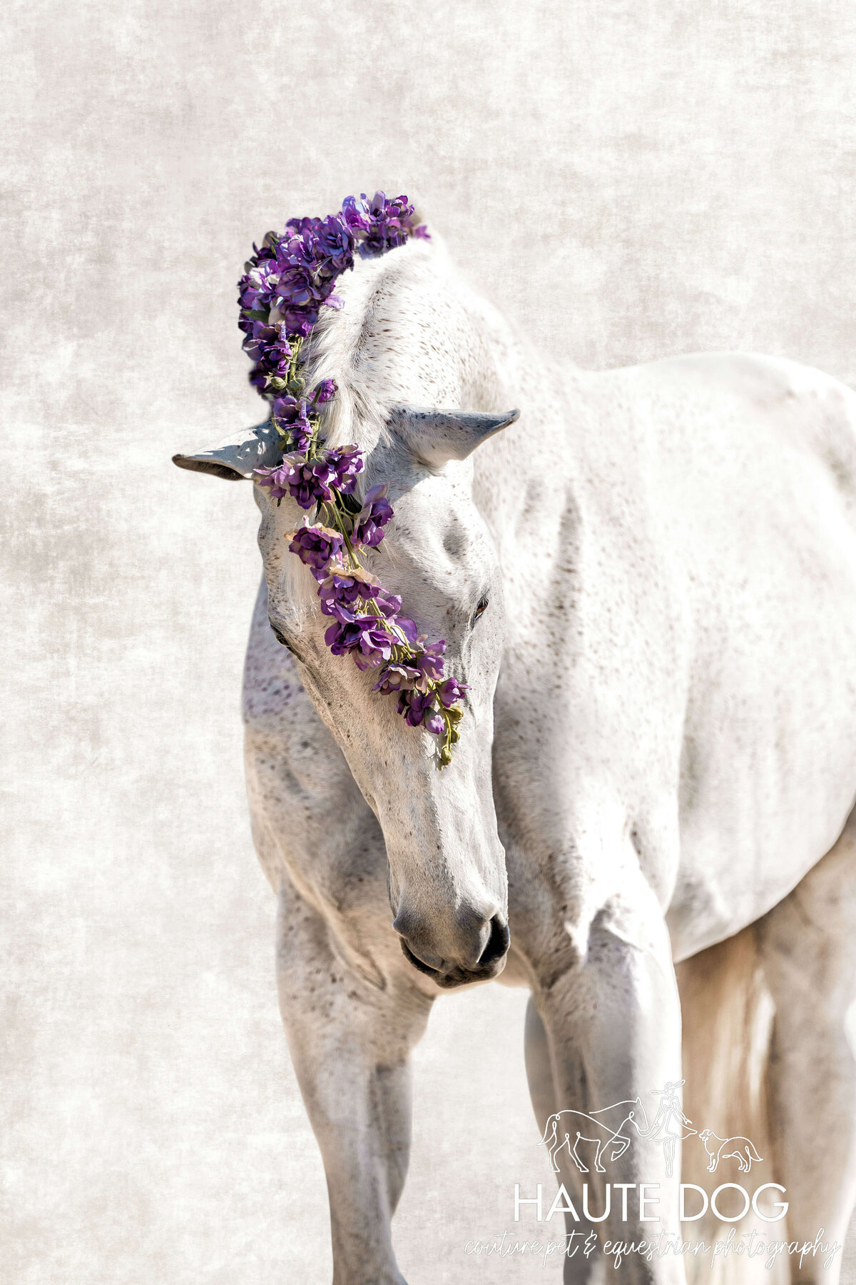 Front view of a fleabitten gray Thoroughbred horse with purple flowers woven in mane and forelock on a linen background.