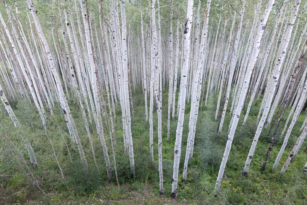 ArianaNicolePhotography_Beaver_Creek_Lodge-0024