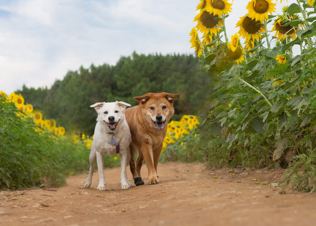 dogs in dix sunflowers