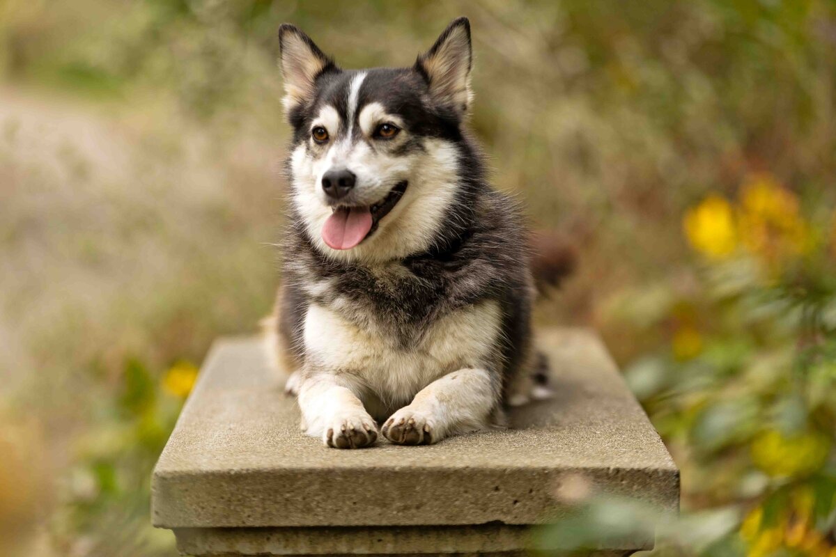 seattle-pet-photographer-1