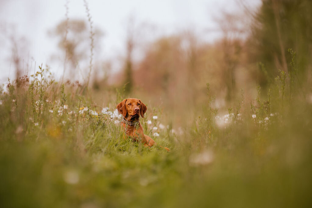 Elis-Fotografie-Hundefotografin-Solothurn-Tiefotografin-Biel-Paarfotos Solothurn-Hochzeitsfotograf-Bern122
