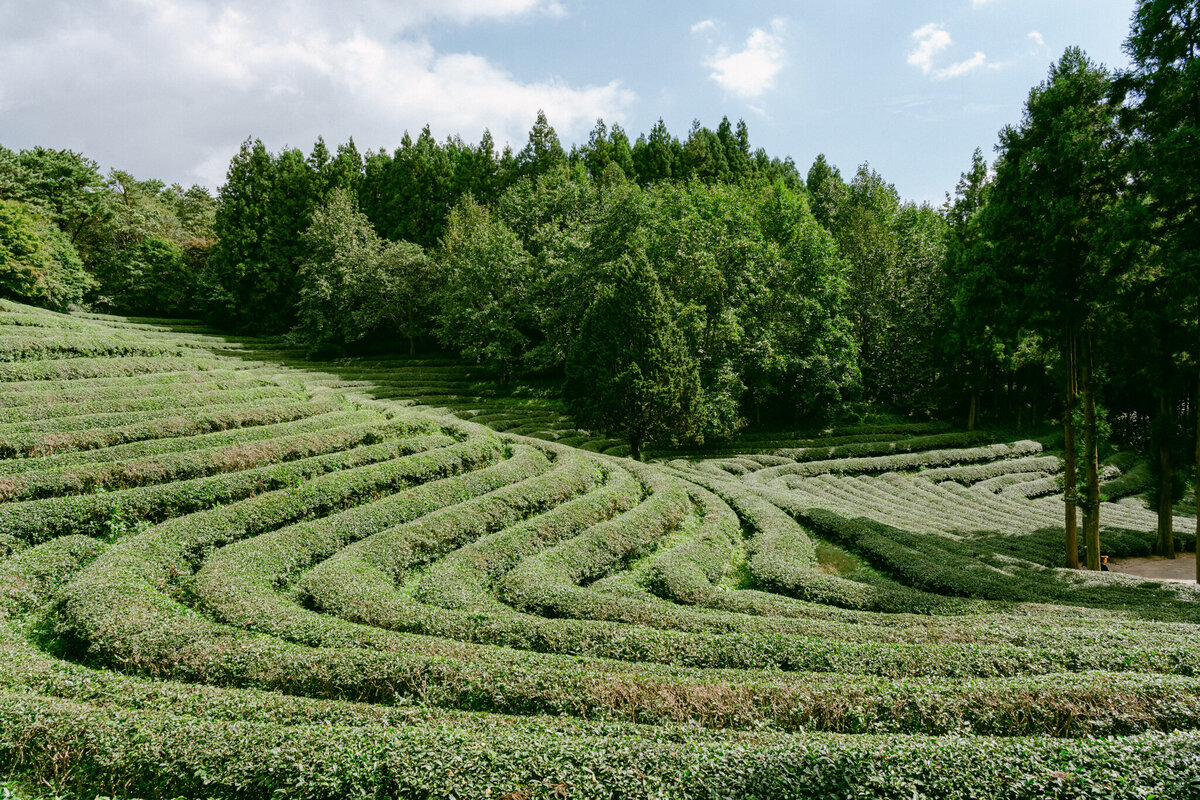 Spring editorial session photographed in the rolling green tea fields of Boseong, Korea by top luxury wedding destination photographer Michael Asmussen. Lush rows of matcha and soft light create a timeless setting for quiet romance and refined editorial storytelling.”  목가적인 보성 녹차밭에서 촬영된 봄 에디토리얼. 목적지 웨딩 포토그래퍼 마이클 아스무센이 담아낸 푸른 녹차밭과 부드러운 빛이 어우러진 고요하고 세련된 로맨스의 순간