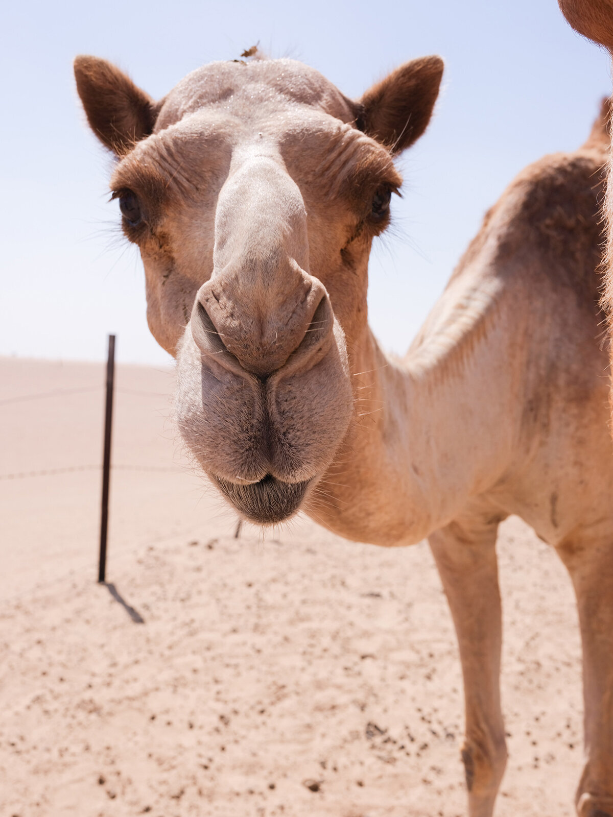 Michelle Norwood Living - Luxury Travel Inspiration - Dubai - elisabricker-5282