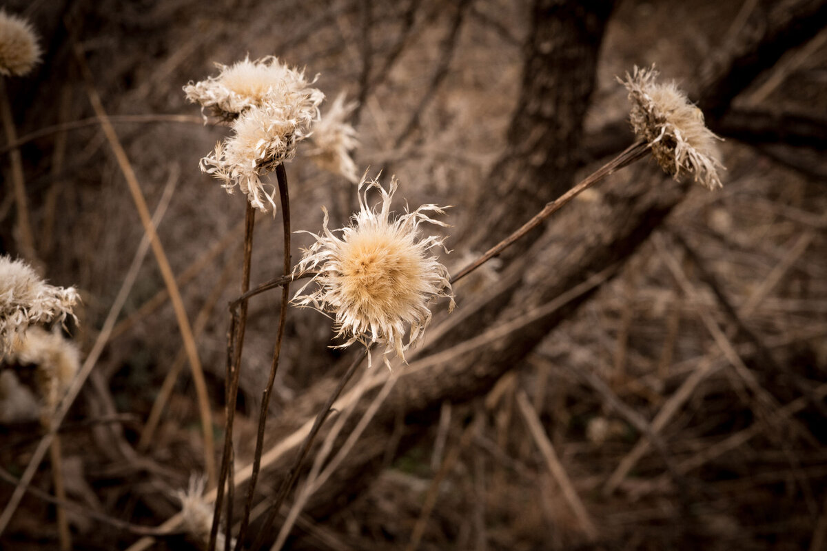 Dried-wild-flowers