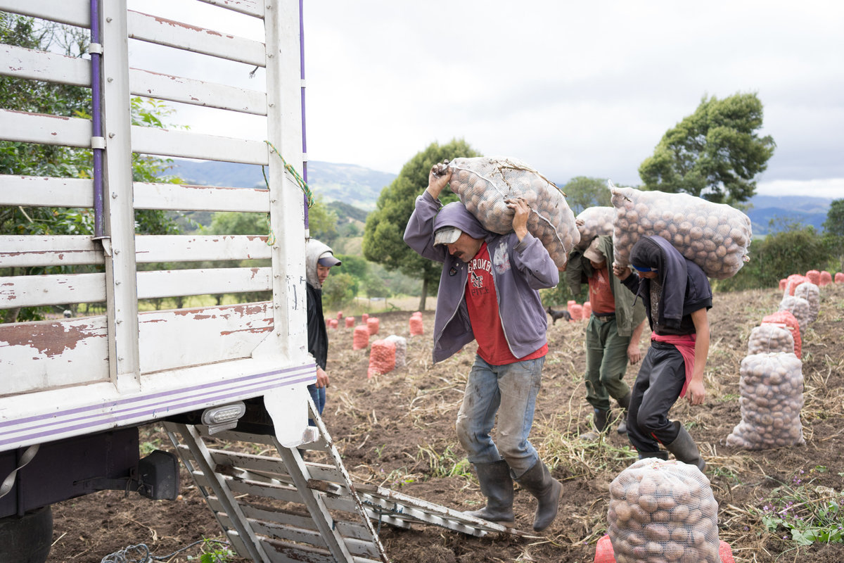 Potato harvesting outside of Villapinzón, Colombia.