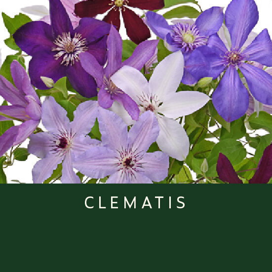 Clematis