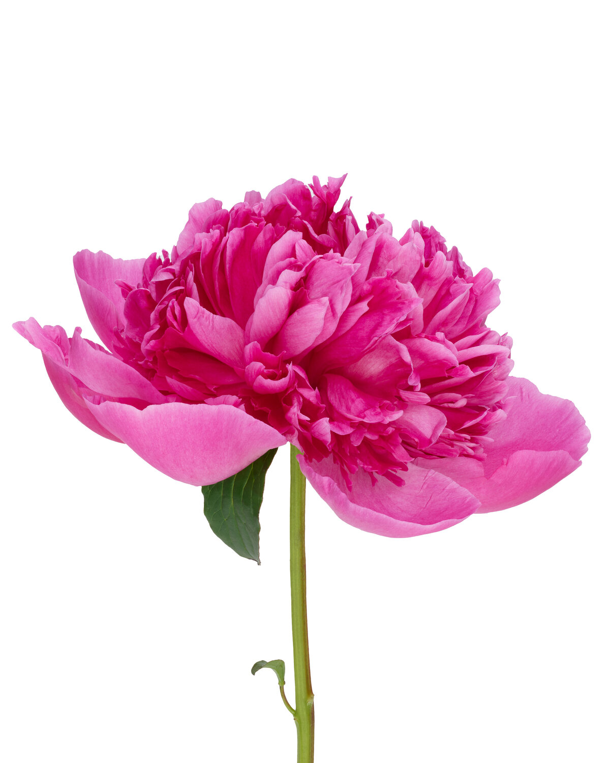 Fuchsia Crown 2021-07-04 15-26-42 (B,Radius8,Smoothing4 - FINAL EDIT 03242023)