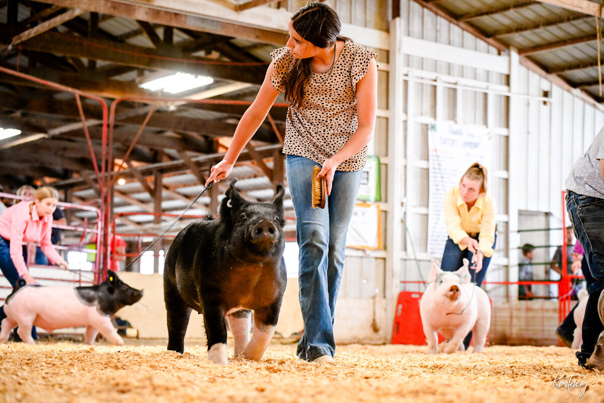 girl showing black cross hog during show