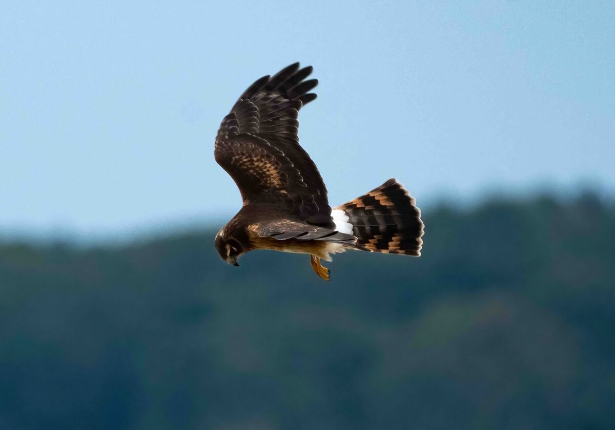 northern harrier 1.2-D