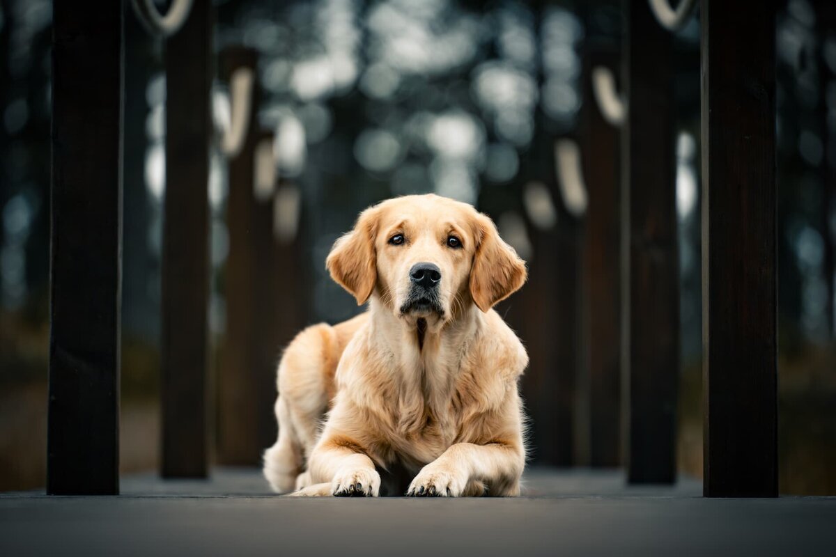 Hundfoto-hundporträtt
