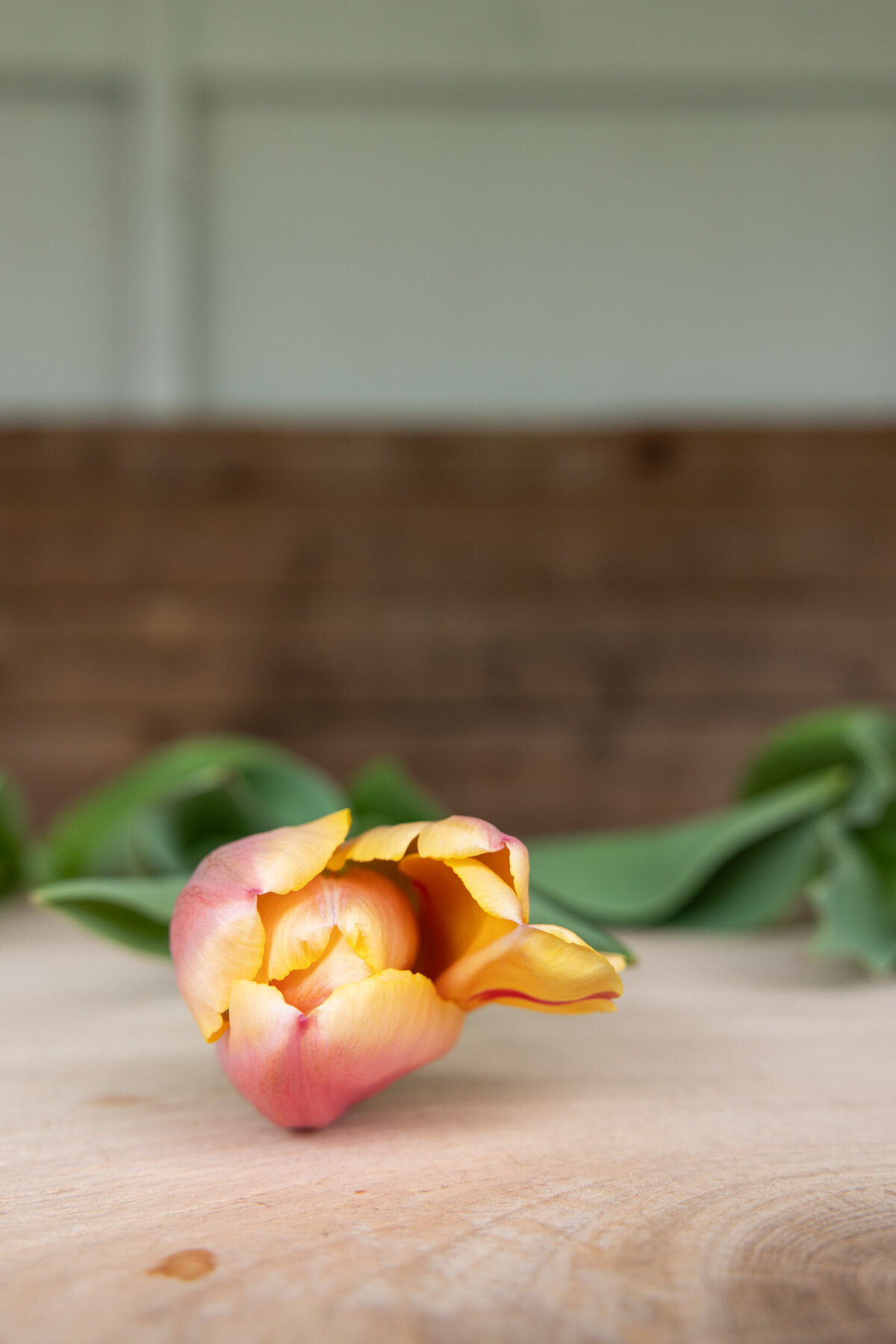 BrandPhotoShoot_PYO Tulips_BloomsOfLostAcres-3