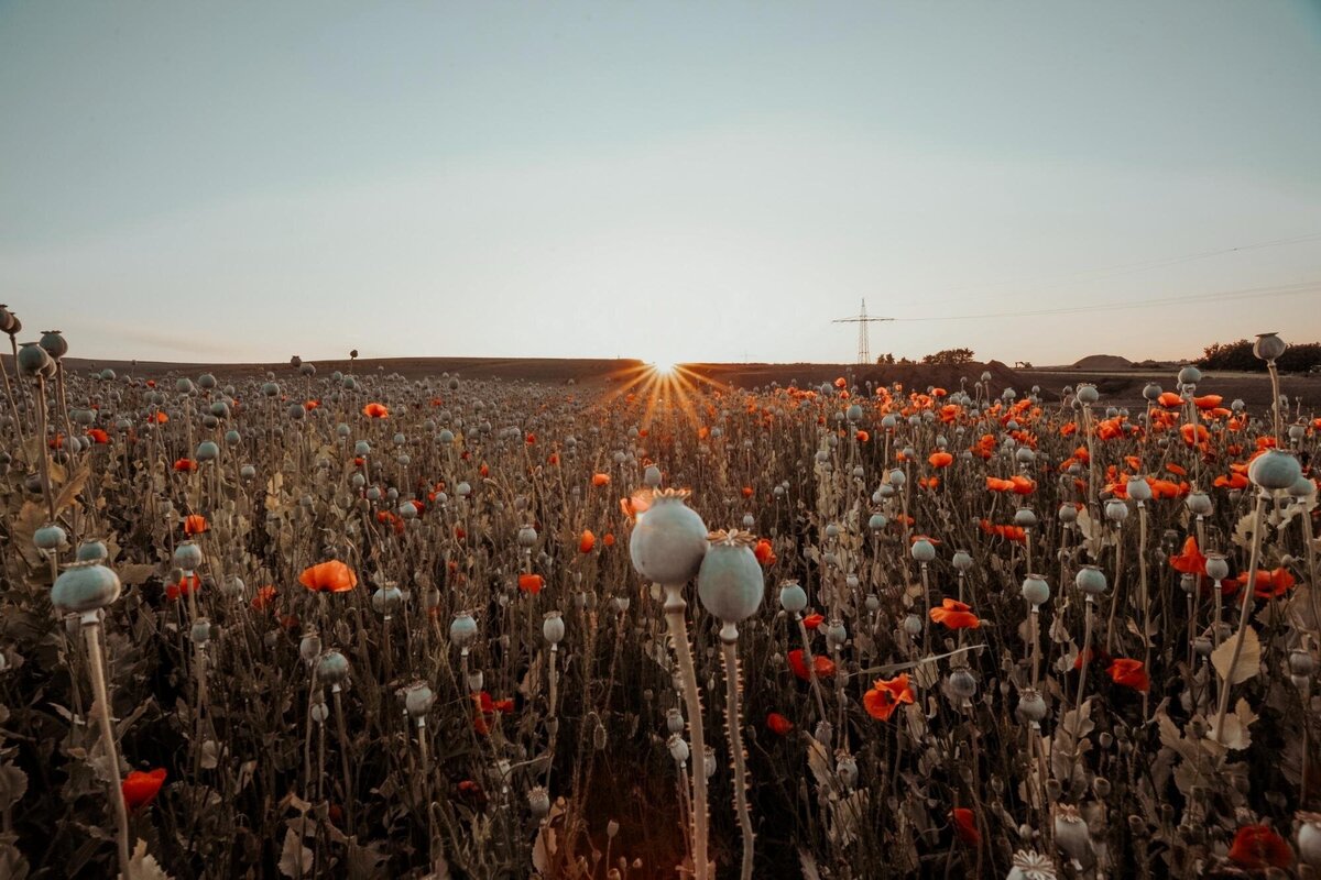 sunrise-poppy-field