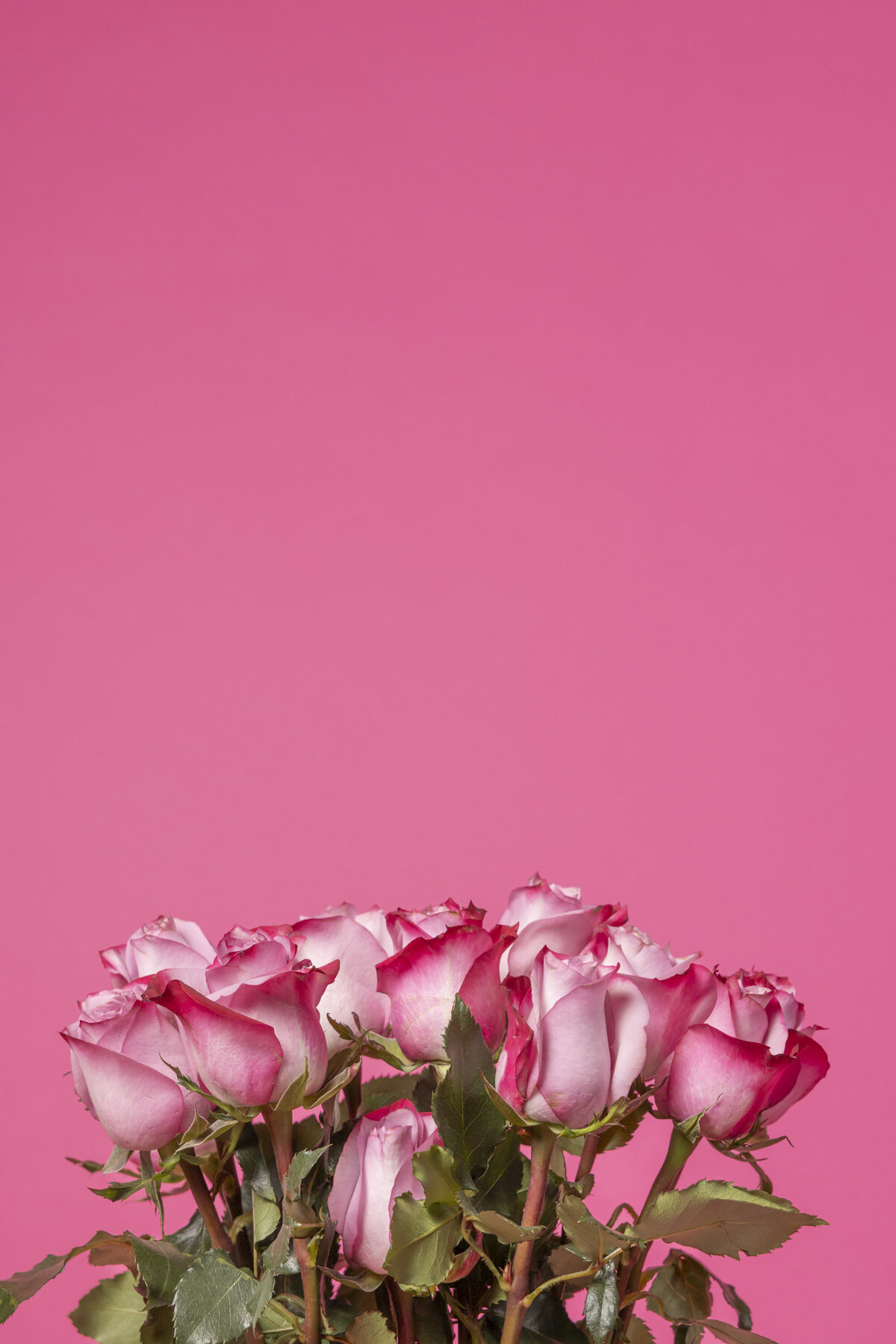 Rose-Transformations-cincinnati-personal-branding-photos-Jennifer Blackburn-your-brand-compass-5199