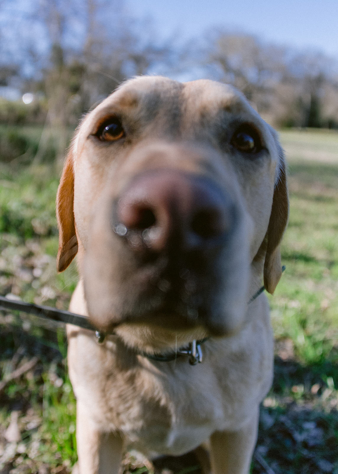 Dog in Dallas Texas Park portrait