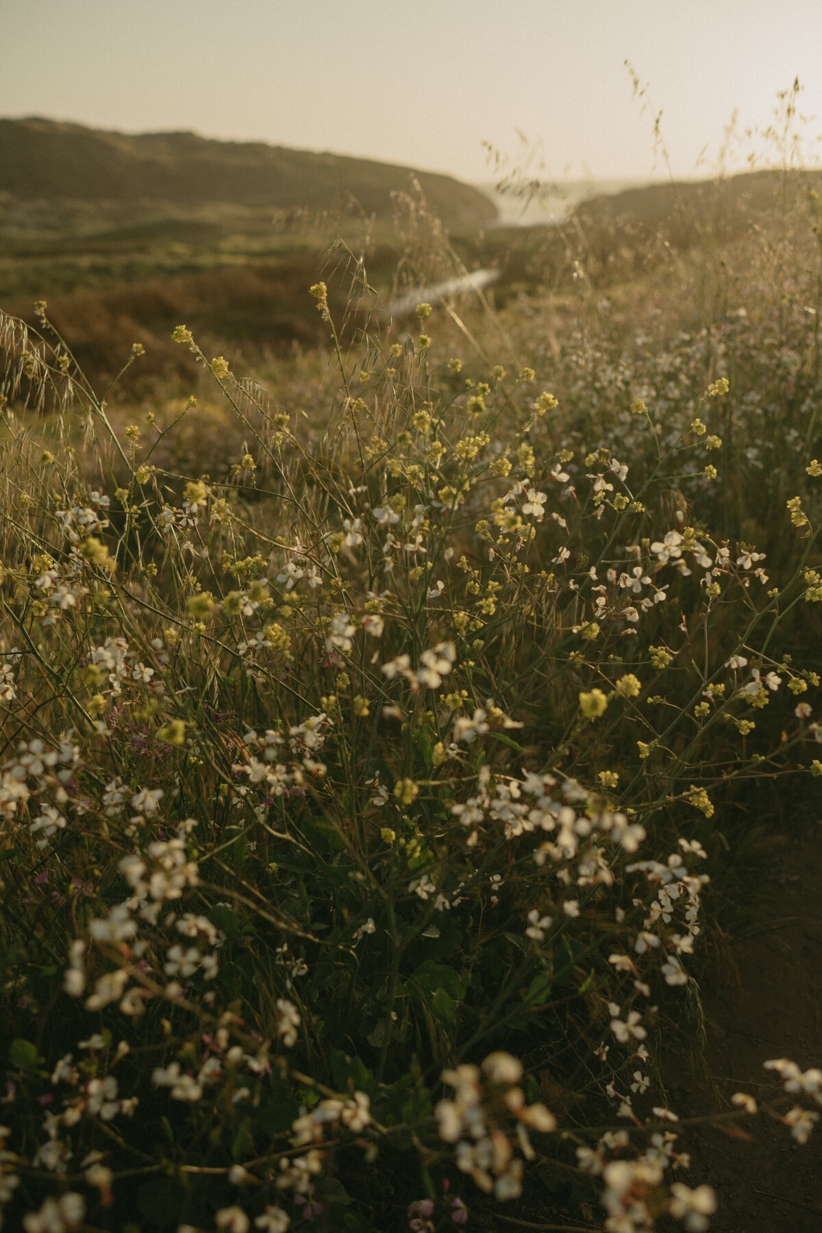 Briana+Lucas-Point-Reyes-Elopement-Digital-158