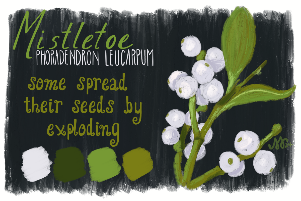 Toxic Floral Postcard (Mistletoe)