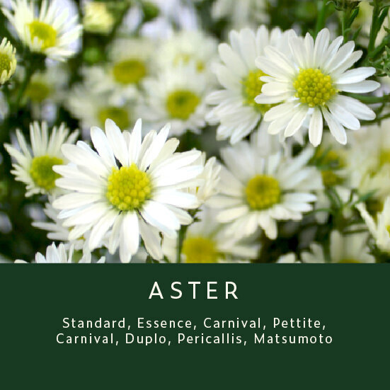 Aster