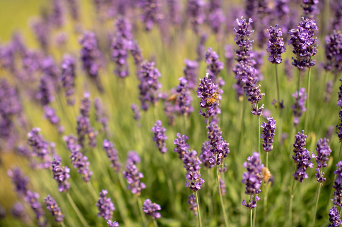 lavender_pic_001