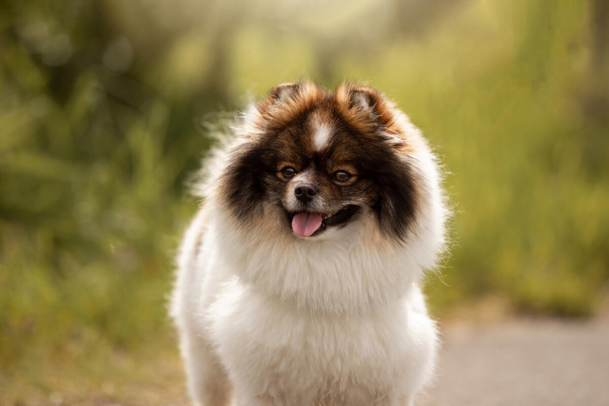 Hondenfotografie-in-de-natuur---ByMarita-Fotografie-03