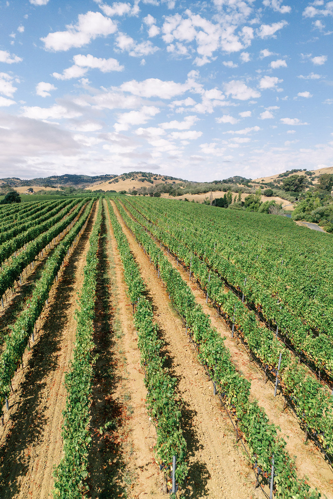1WILLOWAND-BEN-WEDDING-PHOTOGRAPHER-NAPA-5