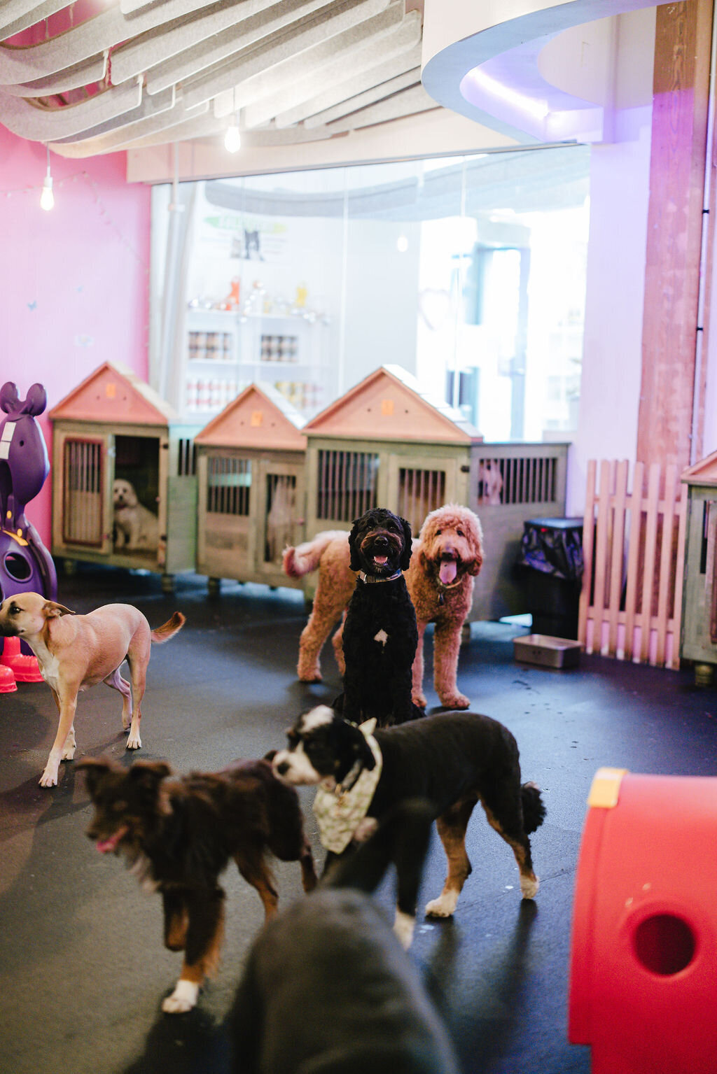 05.14hillfamilypetcare-153
