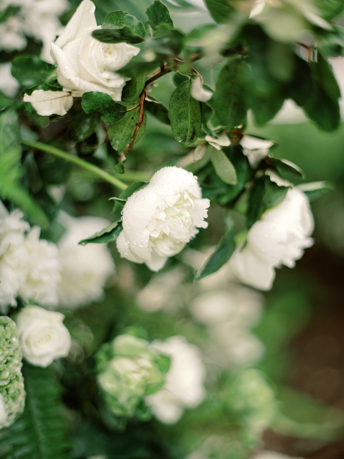 A close view of white roses adorned with fresh dew, symbolizing freshness and elegance, adding a delicate charm to floral arrangements for weddings.