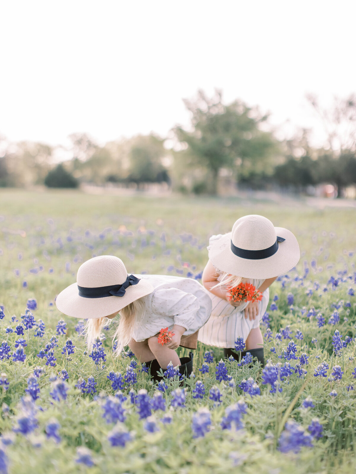 Bluebonnets33