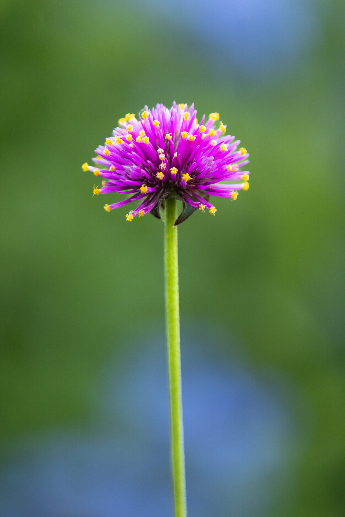 bachlor's_button_9853
