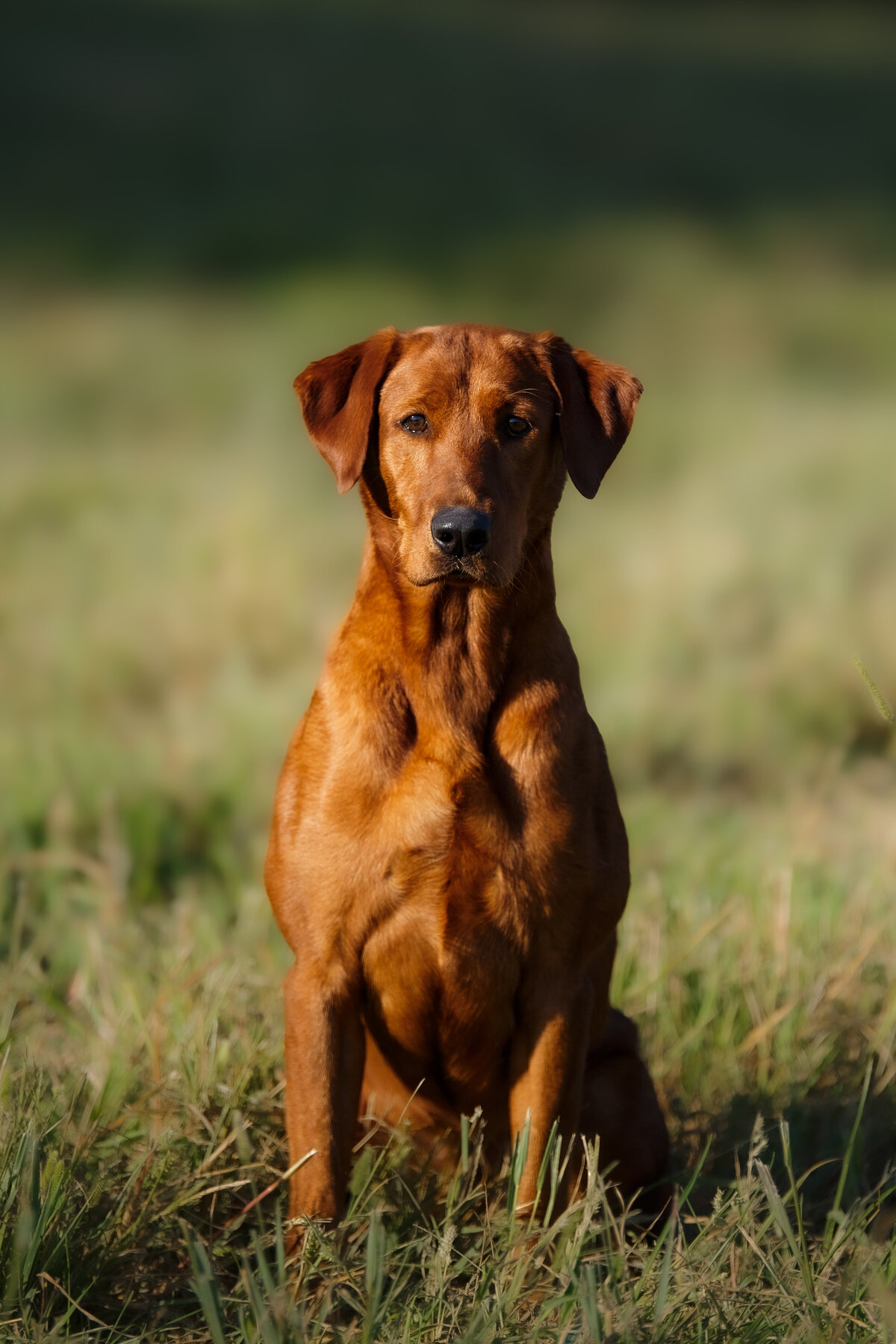 fox red labrador retriever