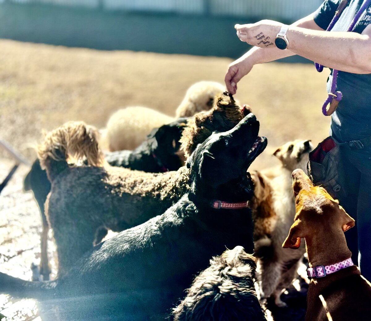 Doggy Daycare Toowoomba