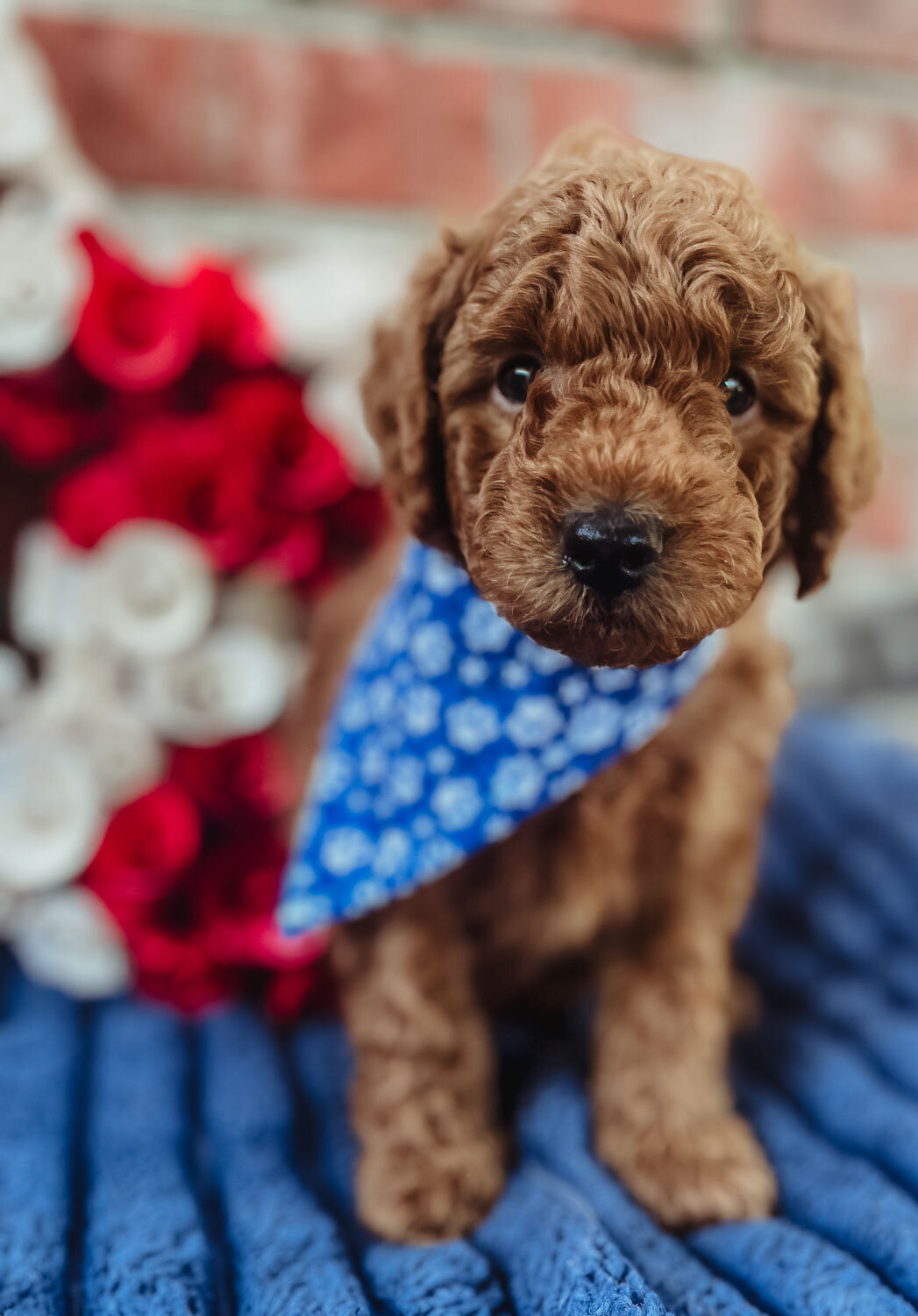 Salish Sea Miniature Poodles--103
