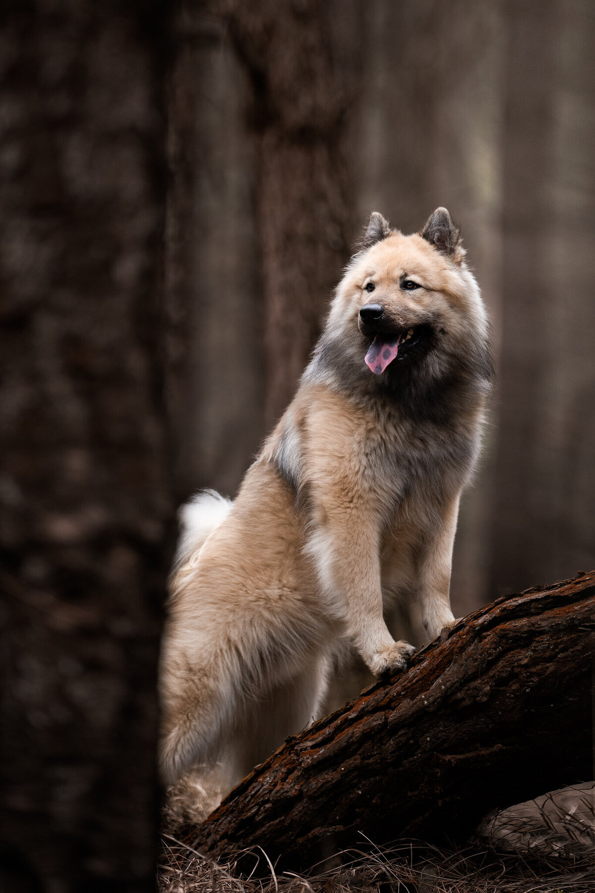 Hondenfotograaf Limburg