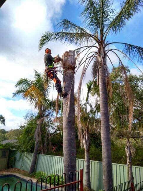 Evergreen Tree Services SA-Palm Trimming 001