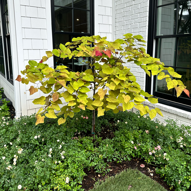 cooper-and-company-about-bright-green-tree