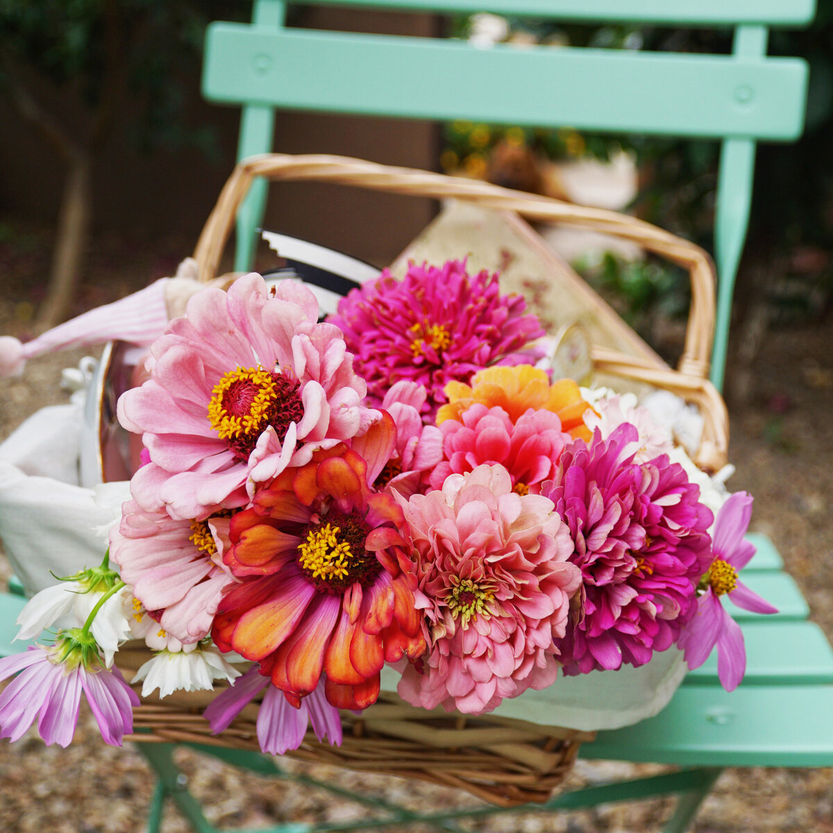 square zinnias