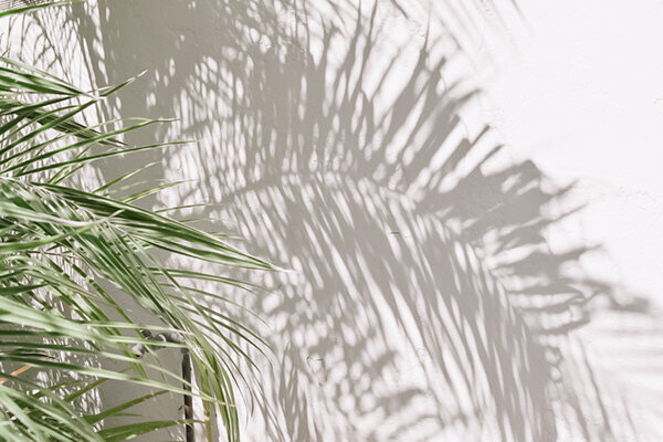 Lush greenery evoking the 'Ivy' aspect of the brand.