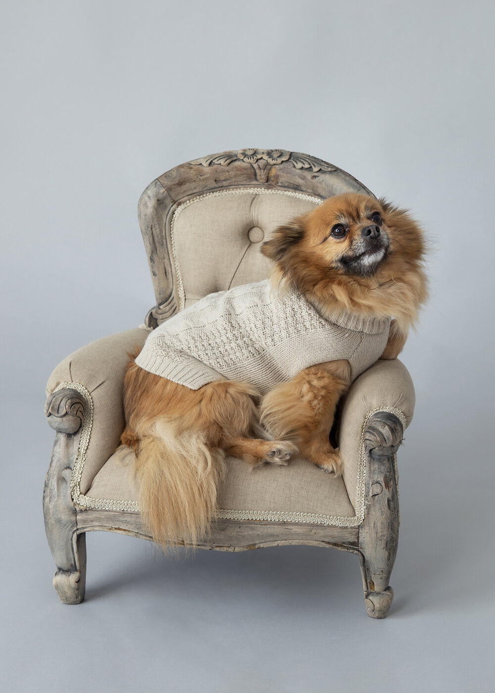 PETS_POMERANIANPUPPYDOGONCHAIRWITHJUMPER