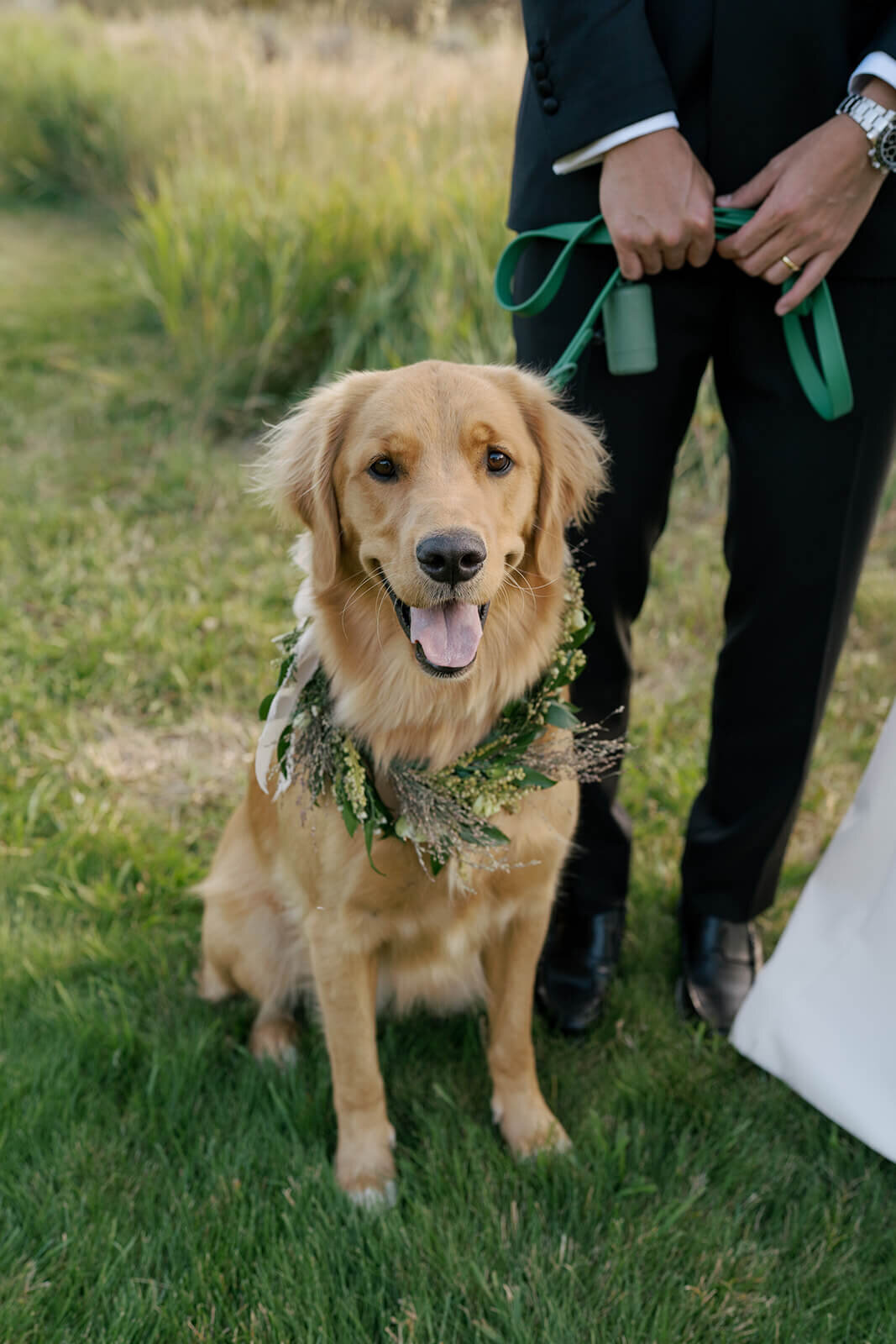The bride and groom's pet golden retriever wearing a floral collar at their Aspen Meadows Resort outdoor wedding ceremony.