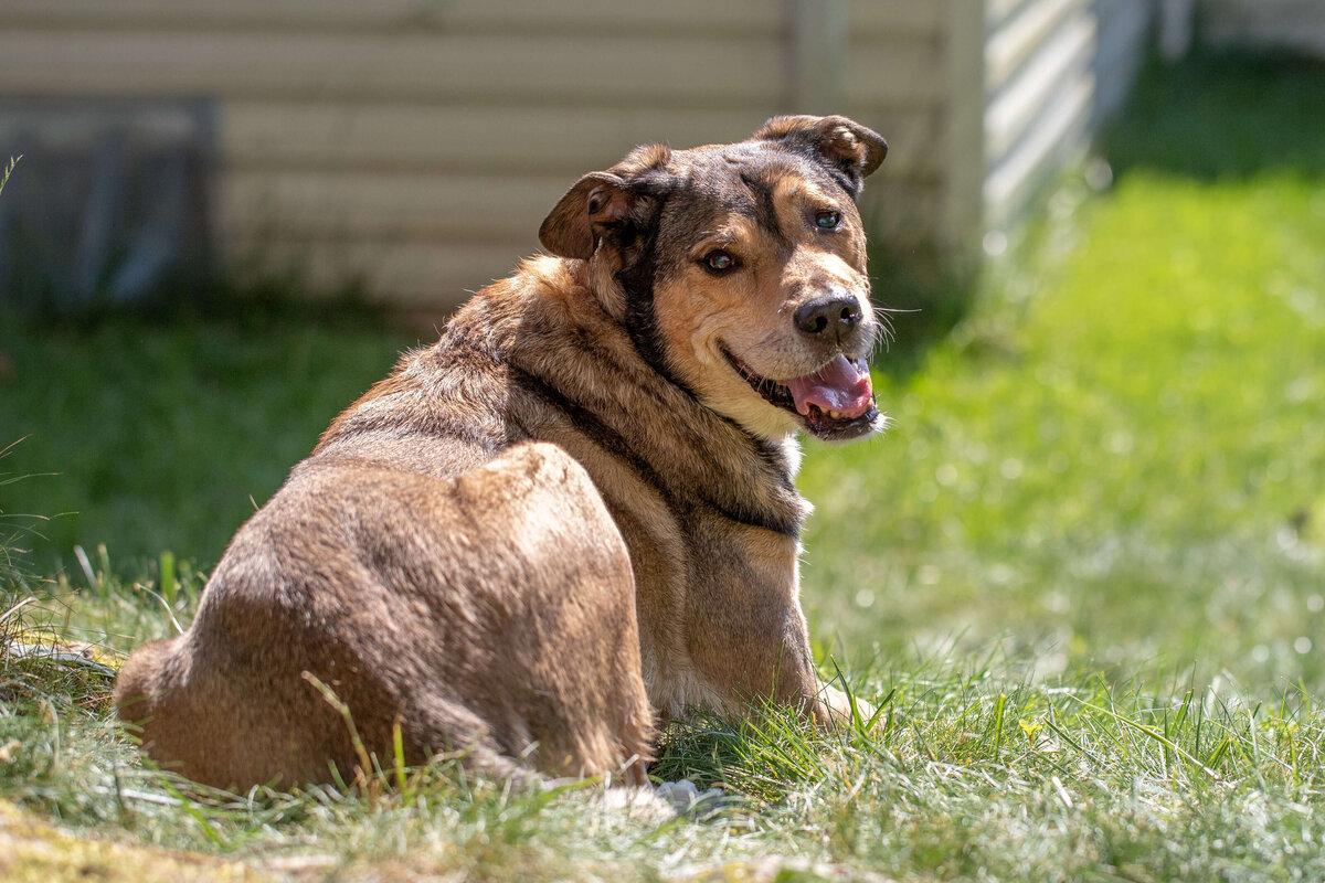 Our dog laying down in the grass in our backyard.