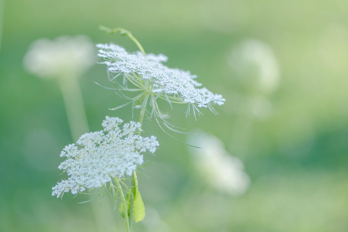 Queen Anne's Lace - white flower on a green background