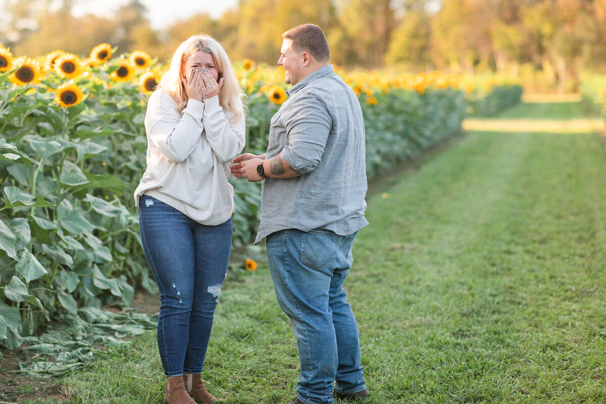 Holland Ridge Farms Sunflower Engagement Proposal Session-1