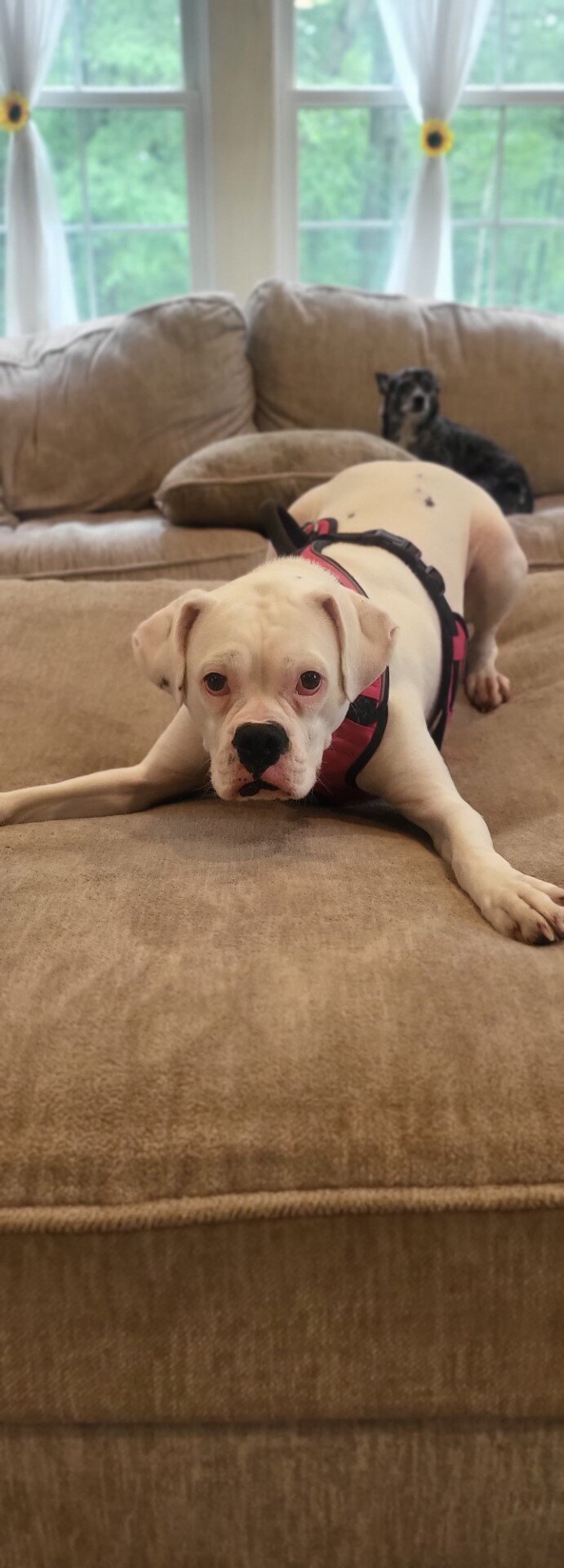 boxer