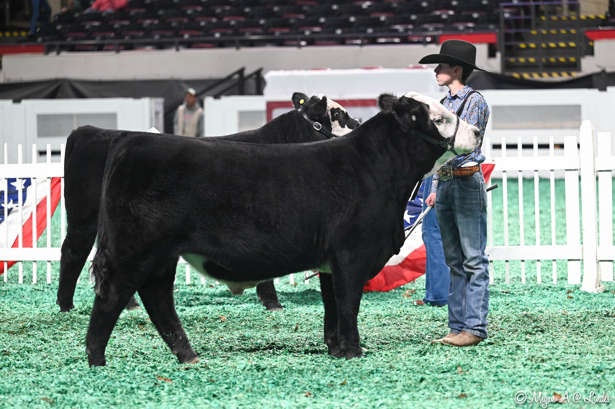 Black Hereford bull Last Man Standing