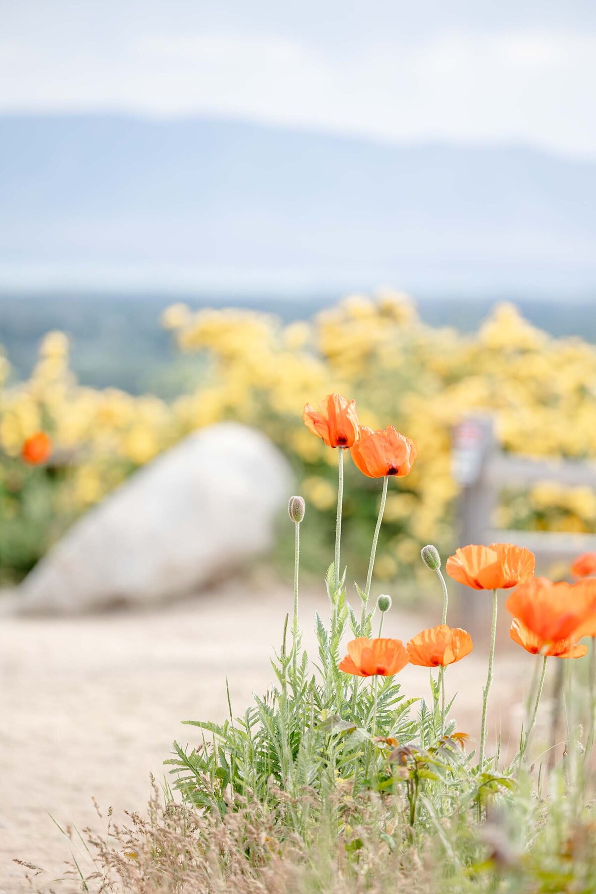 CO-Magnolia-and-Grace-Photography-Co-Family-Session-Utah-County-Eagle-Mountain-Spring-Mini-Poppy-Session-HollyC# (1)-6