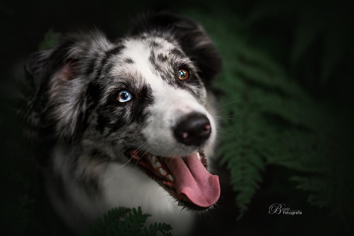 Huisdierenfotograaf